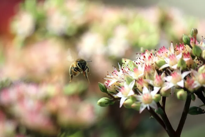 Bees and Flowers