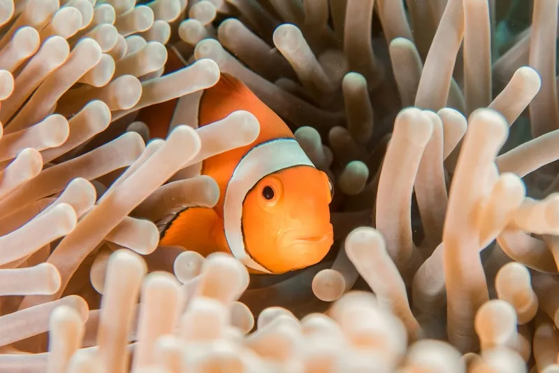 Clownfish and Sea Anemones