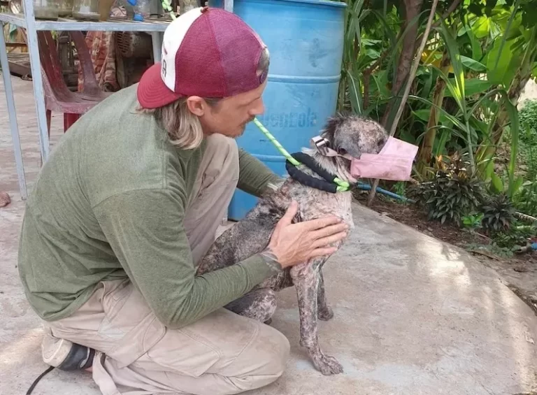 Dogs in Cambodia | 1 Proven Tale of Compassion and Dedication