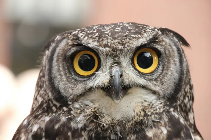 Its proven even owls have wisdom