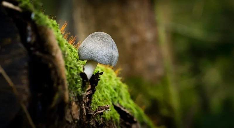 Fungi and trees