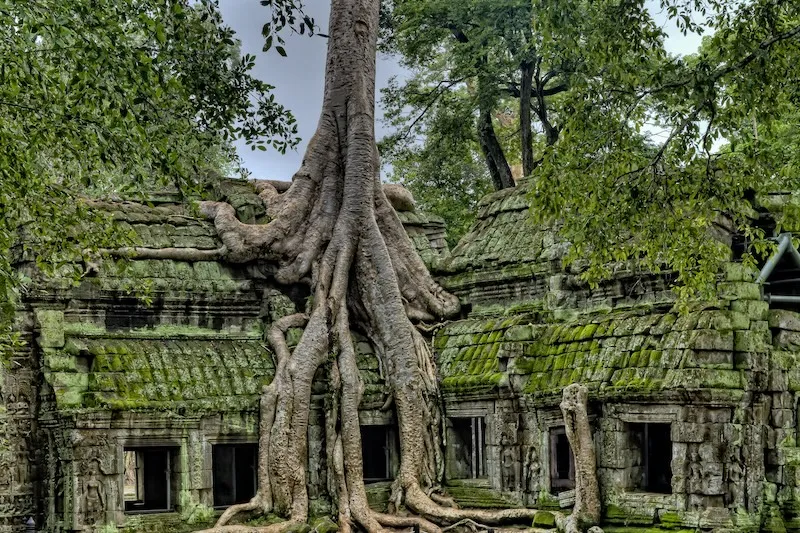 Ta Prohm temple 1