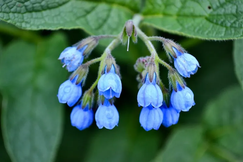 Comfrey flowers