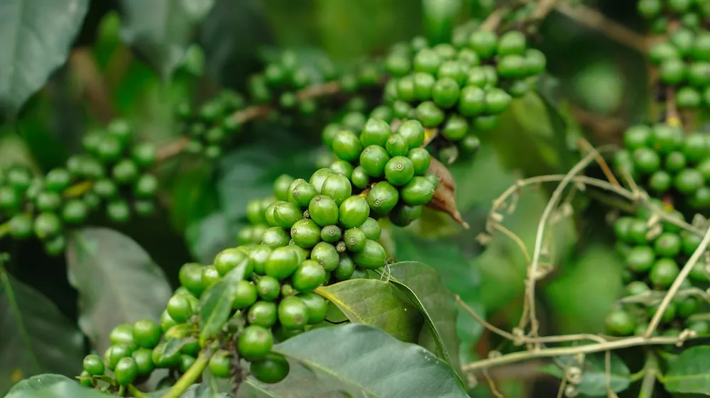 Visit a Kampot Pepper Farm