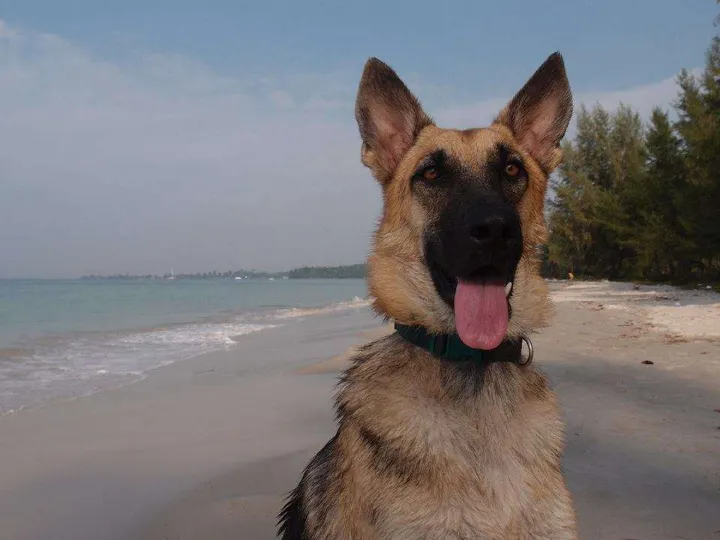 Zeno at the beach